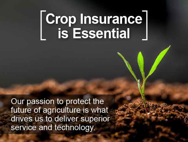 Crop Insurance Rain and Hail Crop Insurance Rain and Hail