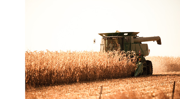 harvesting corn with combine harvester