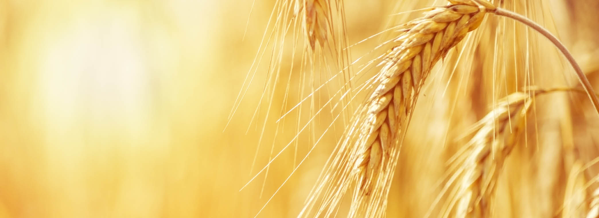 Wheat picture