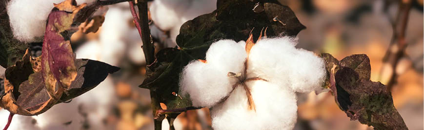 Cotton Crop