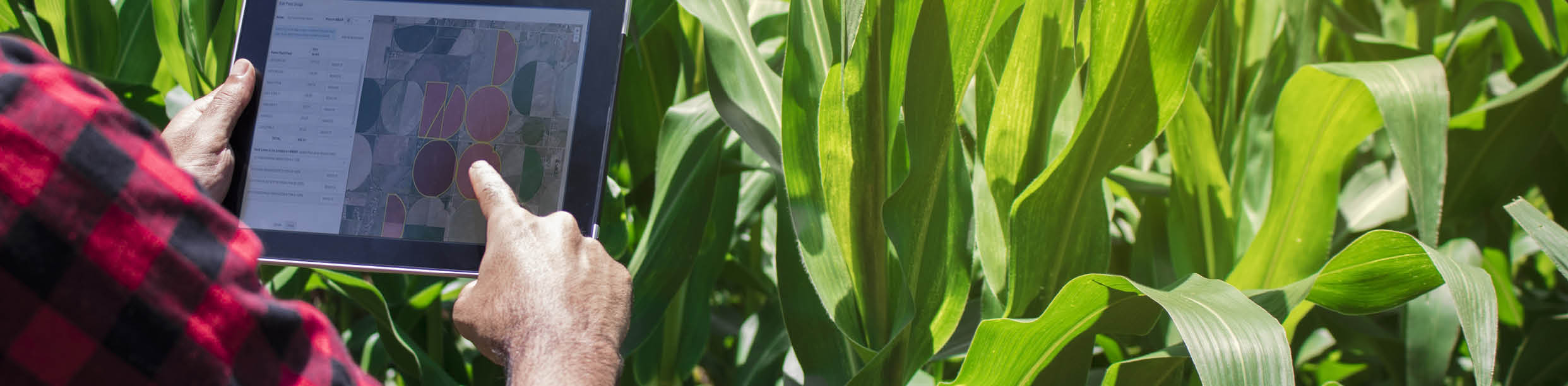 Person holding tablet in corn field