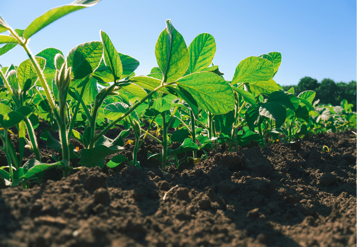 Soybean crop