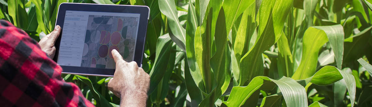 Person in corn field with tablet