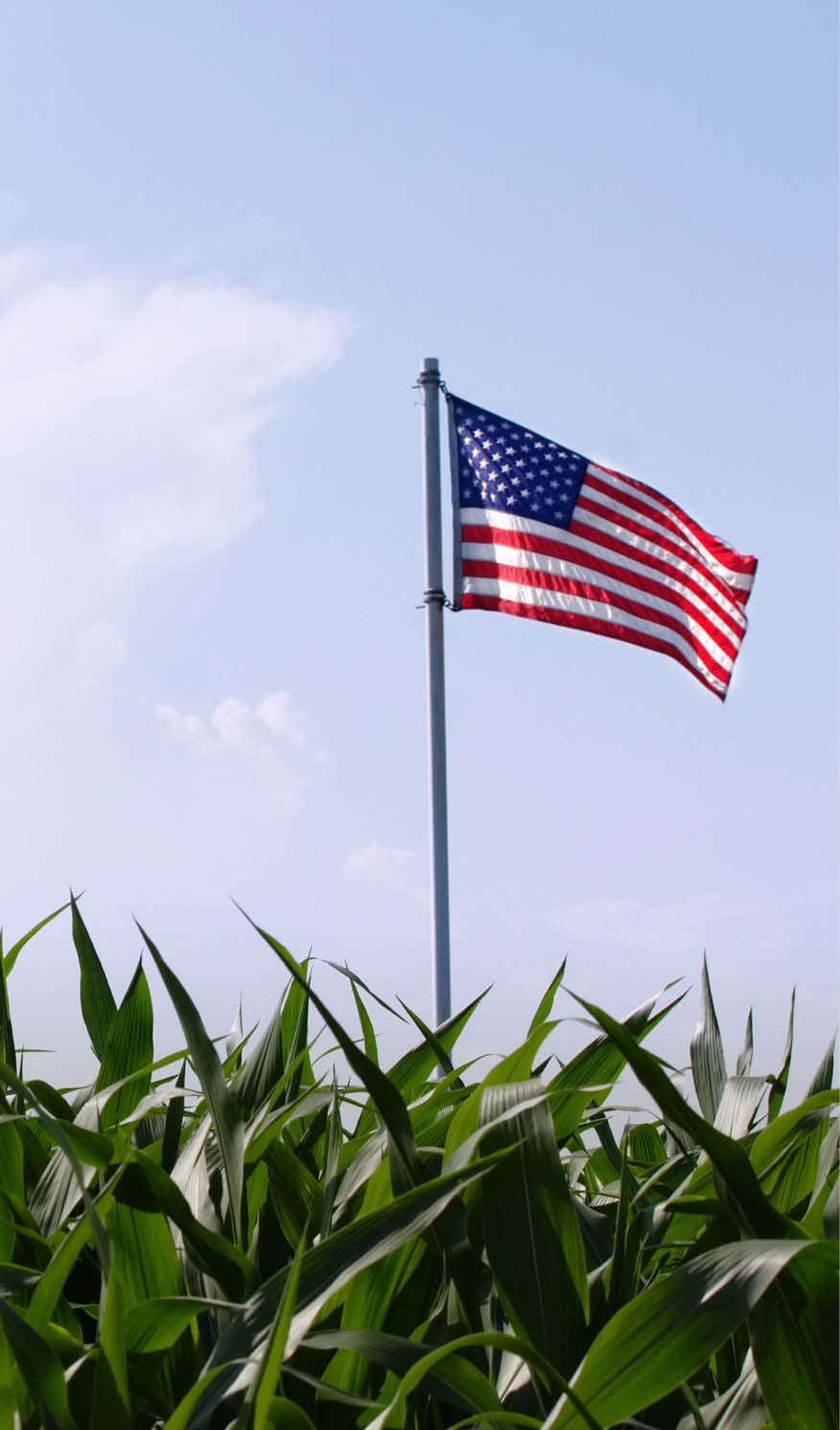 an American flag flies over a field of corn