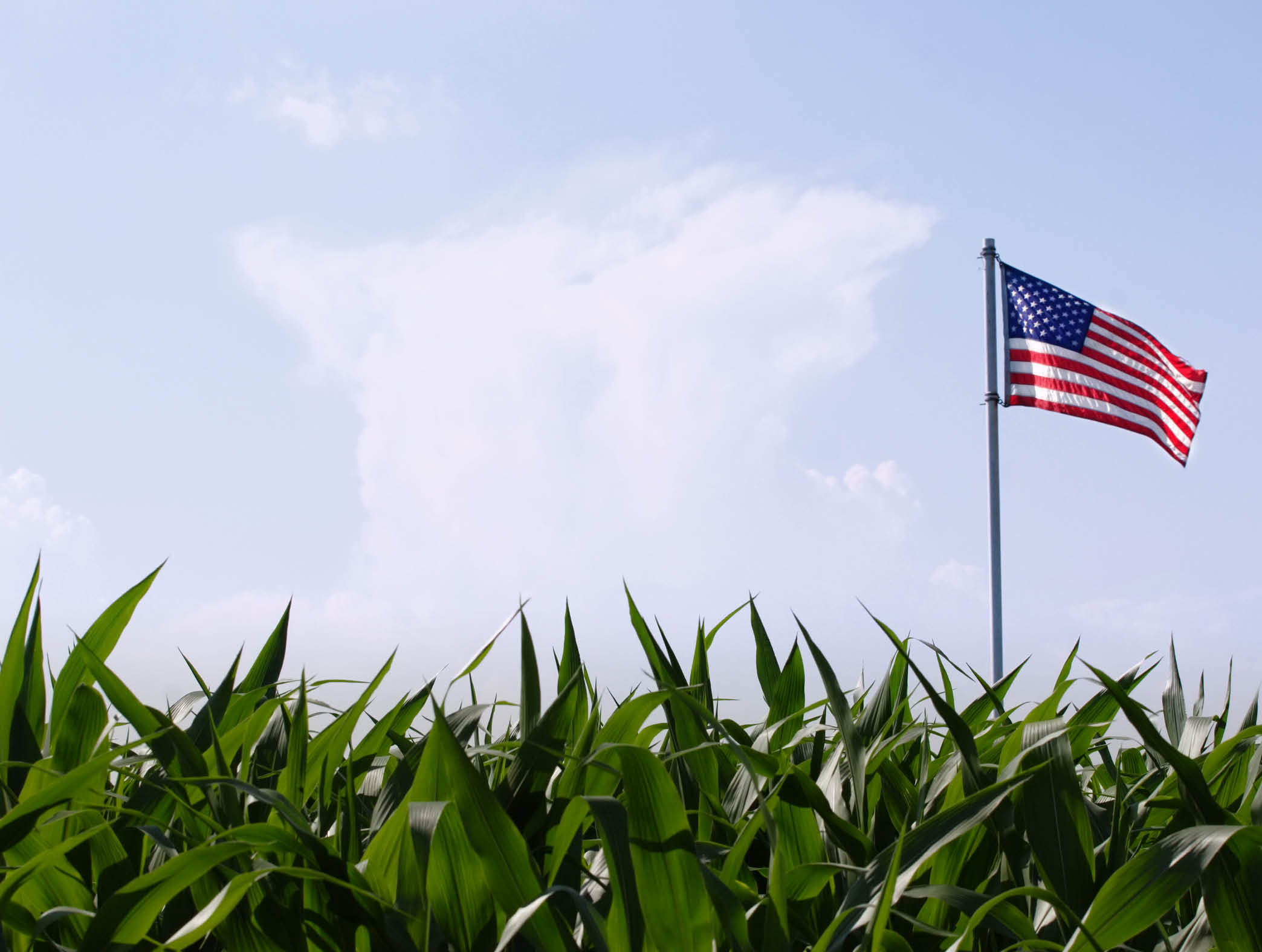 an American flag flies over a field of corn